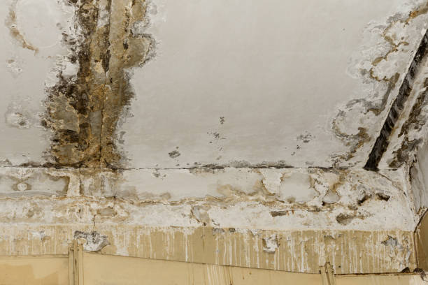 Reliable Todd Creek, CO Mold Removal Solutions