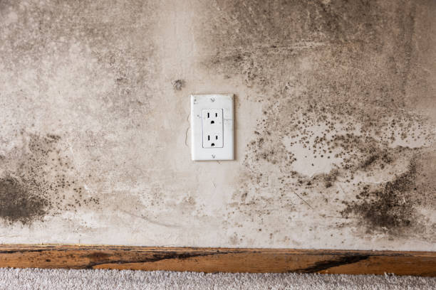 Best Black Mold Removal  in Todd Creek, CO